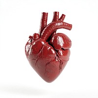 Red Heart heart illustration anatomical.