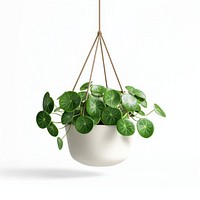 Pilea plant hanging minimalist.