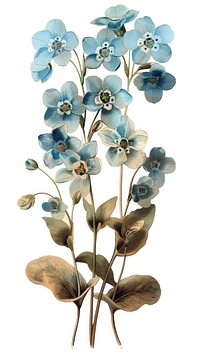 Forget-Me-Nots flower flowers art illustration.