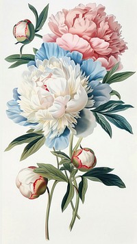 Vintage illustration of peony flowers art botanical painting.