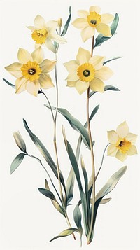 Yellow tones flower illustration botanical daffodils.