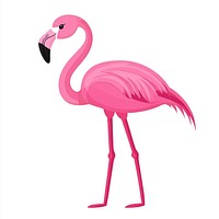 Flamingo illustration bird art.