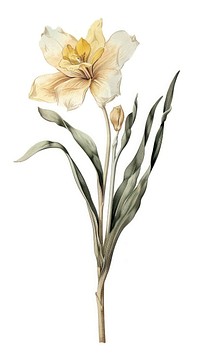 Wild flower art illustration botanical.