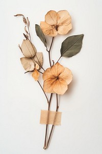 Pressed dried flowers minimalist vintage leaf.