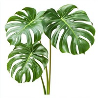 Monstera deliciosa plant leaves leaf monstera.