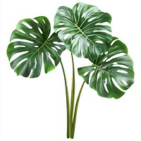 Monstera deliciosa plant leaf monstera decorative.