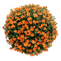 Real orange flower bushes flowers plant orange flowers.