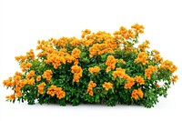 Real orange flower bushes flowers plant green.