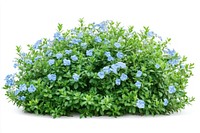 Light blue flower bushes flowers plant green.