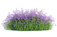 Real purple flower bushes flowers plant green.