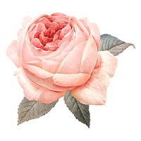 Delicate pink rose with soft petals, pink rose in full bloom, surrounded by green leaves. The pink rose exudes elegance and beauty, a classic floral symbol. Vintage illustration isolated on white.