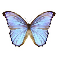 Vibrant blue butterfly with delicate wings. Blue butterfly on display. Butterfly wings showcase a stunning blue hue. Blue butterfly in natural beauty. Animal illustration isolated on white background.