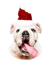 Bulldog wearing a Santa hat with tongue out. Festive bulldog in a Santa hat. Cute bulldog with a red hat. Christmas bulldog ready for the holidays. Christmas animal isolated on white background.