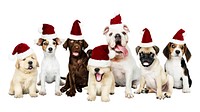 Adorable puppies in Santa hats. Seven cute puppies, each wearing a Santa hat. Festive puppies, holiday spirit, and Christmas cheer with these puppies. Holiday animal border isolated on white.