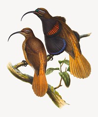 Drepanornis Cervini Cauda (Sclater). from Monograph of the Paradiseidae, vintage bird illustration. Remixed by rawpixel.