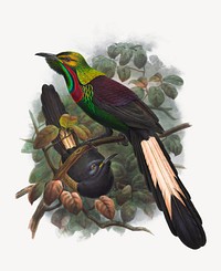 Astrapia Splendidissima, Rothschild from Monograph of the Paradiseidae, vintage bird illustration psd. Remixed by rawpixel.