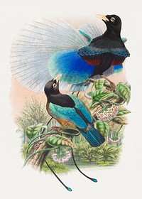 Blue bird-of-paradise from Monograph of the Paradiseidae by Richard Bowdler Sharpe (1909). Digitally enhanced by rawpixel.