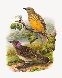 Chlamyd Odera Cerviniventris, Gould. and Chlamyd Odera Cerviniventris Maculata (Gould) from Monograph of the Paradiseidae, vintage bird illustration. Remixed by rawpixel.