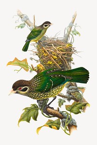 Spotted Catbird (Ailuroedus maculosus) from Monograph of the Paradiseidae, vintage bird illustration psd. Remixed by rawpixel.