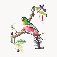 Trogon rosalba, vintage Brazilian bird illustration vector. Remixed by rawpixel.