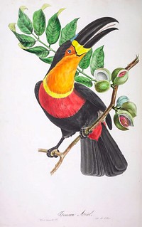 Toucan Ariel from Oiseaux brillans du Brésil (1834) by Jean-Théodore Descourtilz.