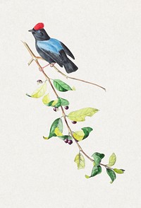 Blue-backed manakin  from Oiseaux brillans du Brésil (1834) by Jean-Théodore Descourtilz. Digitally enhanced by rawpixel.