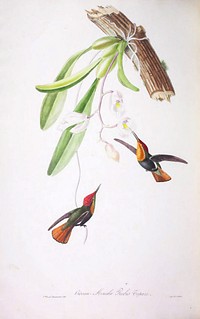 Fiery topaz  from Oiseaux brillans du Brésil (1834) by Jean-Théodore Descourtilz.