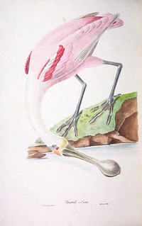 Roseate Spoonbill from Oiseaux brillans du Brésil (1834) by Jean-Théodore Descourtilz.