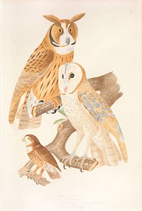 Asio Owl, East Brazilian pygmy owl and Pearl-spotted owlet from History of the birds of Brazil (1854-1856) by Jean-Théodore Descourtilz.