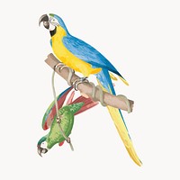 Blue-and-yellow macaw from History of the birds of Brazil, vintage illustration vector. Remixed by rawpixel.