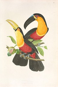 Red-breasted toucan from History of the birds of Brazil (1854-1856) by Jean-Théodore Descourtilz.