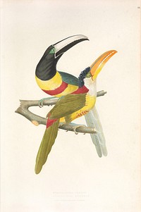 The black-necked aracari or black-necked araçari from History of the birds of Brazil (1854-1856) by Jean-Théodore Descourtilz.