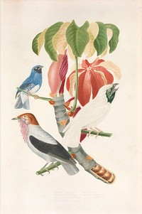 Tersina coerulea, Procnia nudicollis and Procnia variegatus from History of the birds of Brazil (1854-1856) by Jean-Théodore Descourtilz.