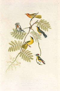 Brazilian birds from History of the birds of Brazil (1854-1856) by Jean-Théodore Descourtilz.