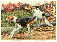 English Foxhound and American Foxhound from The book of dogs (1919) by Louis Agassiz Fuertes and Ernest Harold Baynes