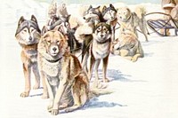 Spitz and Alaskan Eskimo Dogs from The book of dogs (1919) by Louis Agassiz Fuertes and Ernest Harold Baynes Digitally enhanced by rawpixel.