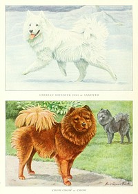 Siberian Reindeer Dog or Samoyed and Chow-Chow from The book of dogs (1919) by Louis Agassiz Fuertes and Ernest Harold Baynes