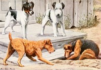 Smooth-coated Fox Terrier, Irish Terrier, Wire-haired Fox Terrier and Welsh Terrier from The book of dogs (1919) by Louis Agassiz Fuertes and Ernest Harold Baynes Digitally enhanced by rawpixel.