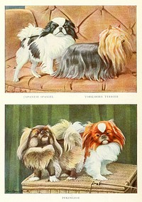 Japanese Spaniel, Yorkshire Terrier and Pekingese from The book of dogs (1919) by Louis Agassiz Fuertes and Ernest Harold Baynes