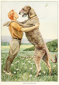 Irish Wolfhound from The book of dogs (1919) by Louis Agassiz Fuertes and Ernest Harold Baynes