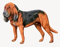 Bloodhound from The book of dogs, vintage illustration. Remixed by rawpixel.