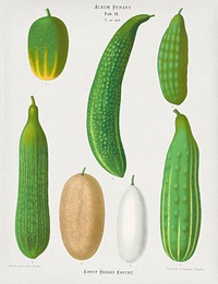 Cucumbers  from Album Benary (1876-1886) by Ernst Benary. Digitally enhanced by rawpixel.