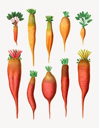 Mangold Wurzels, vintage vegetable illustration set psd. Remixed by rawpixel.