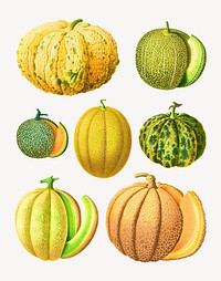 Melons, vintage vegetable illustration set psd. Remixed by rawpixel.