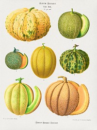 Melons   from Album Benary (1876-1886) by Ernst Benary. Digitally enhanced by rawpixel.