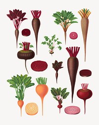 Beets, vintage vegetable illustration set psd. Remixed by rawpixel.