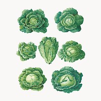 Savoy Cabbages, vintage vegetable illustration set vector. Remixed by rawpixel.