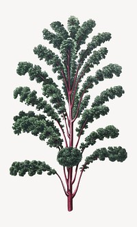 Vintage botanical kale illustration isolated on white. Remixed by rawpixel.