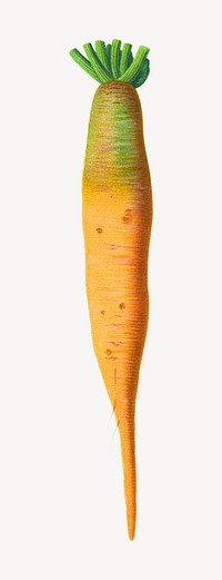 Vintage carrot illustration art psd. Remixed by rawpixel.