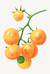 Vibrant yellow tomatoes illustration isolated on white. Remixed by rawpixel.